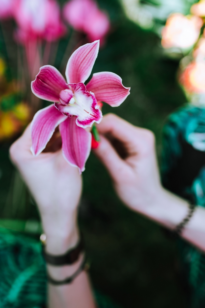 kaboompics_Orchid flower in female hands.jpg 方案配图,格调渲染,唯美梦幻,