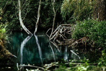 唯美梦幻 kaboompics_River reflection in the middle of the forest.jpg