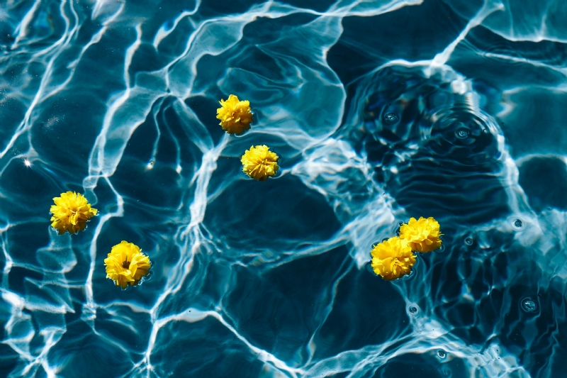 kaboompics_Small yellow flowers floating in the pool.jpg 方案配图,格调渲染,唯美梦幻,