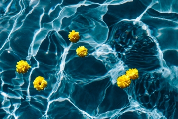 唯美梦幻 kaboompics_Small yellow flowers floating in the pool.jpg