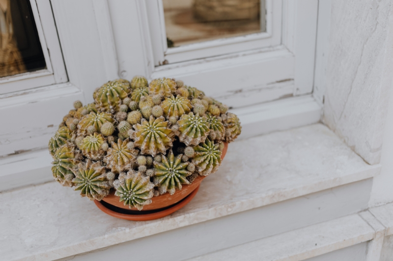 kaboompics_A cactus in a pot on a window sill.jpg 软装参考,花艺搭配,西方风格,