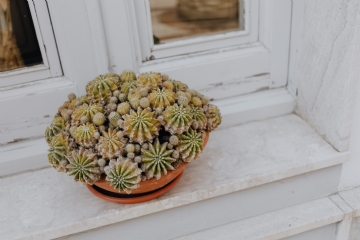 花艺搭配 kaboompics_A cactus in a pot on a window sill.jpg