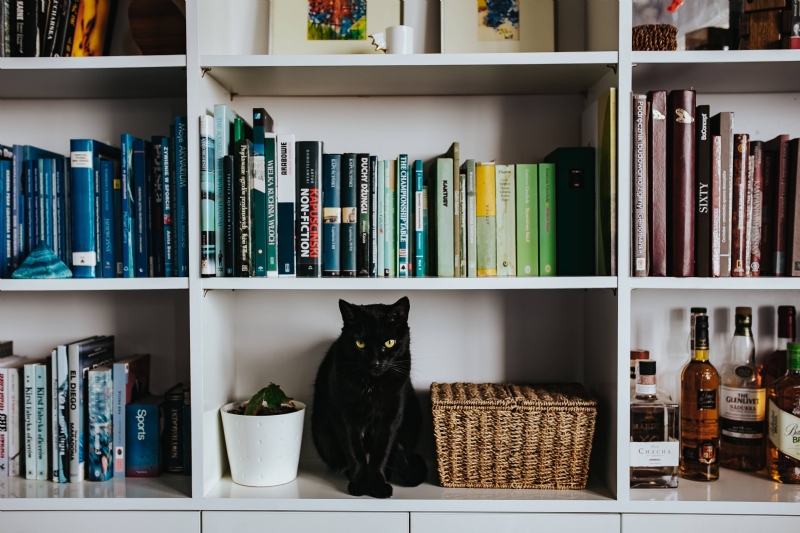 kaboompics_Black cat by a wicker basket on a white bookcase shelf.jpg 方案配图,客户爱好,阅读,