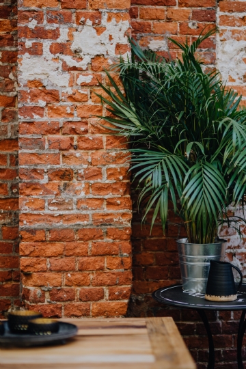 局部元素 kaboompics_Brick wall and green plant.jpg