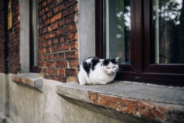 建筑参考 kaboompics_Cat lying on a windowsill.jpg